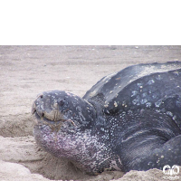 گونه لاکپشت چرمی Leatherback Turtle